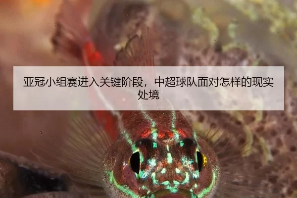 亚冠小组赛进入关键阶段，中超球队面对怎样的现实处境